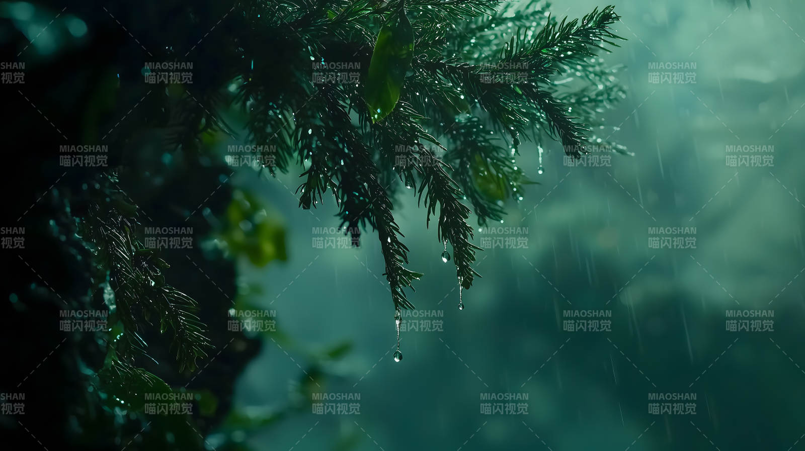 雨中挂着水珠的深绿色松树枝画面图片