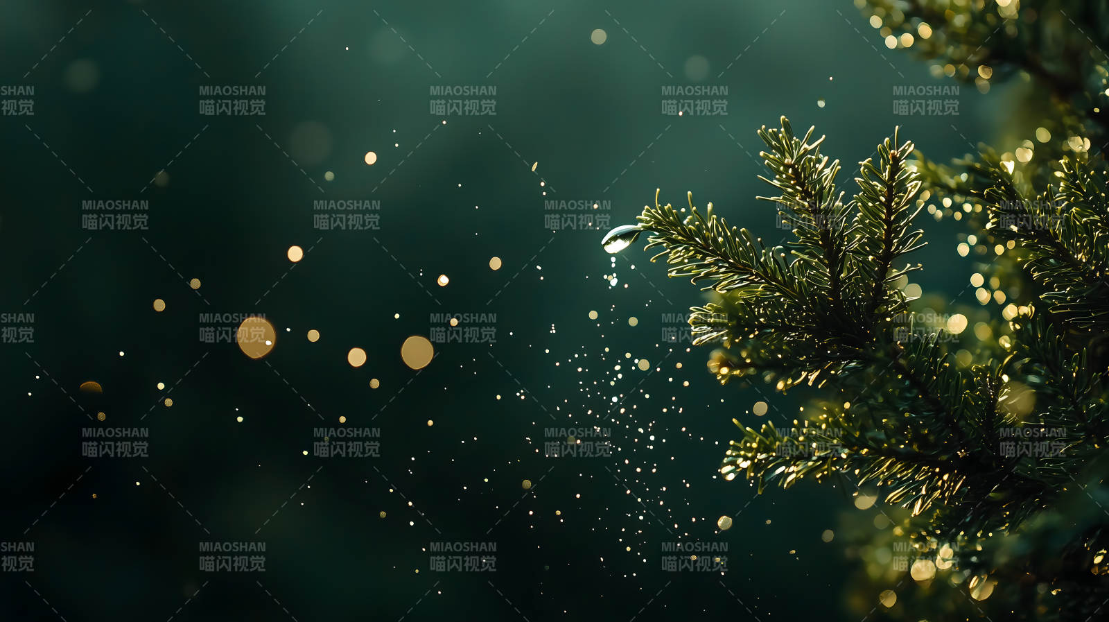 雨中挂着水珠的深绿色松树枝画面图片