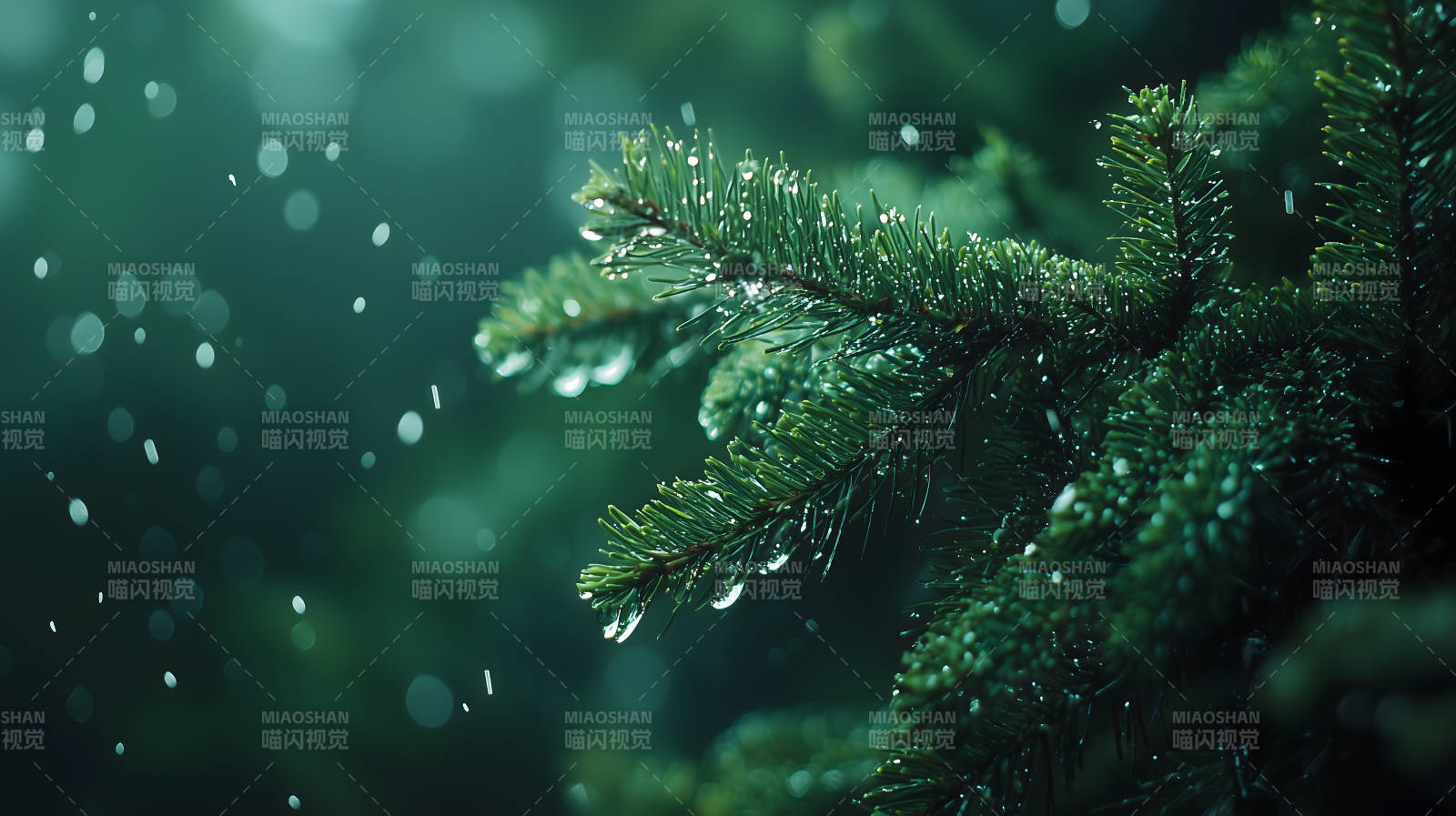 雨中挂着水珠的深绿色松树枝画面图片