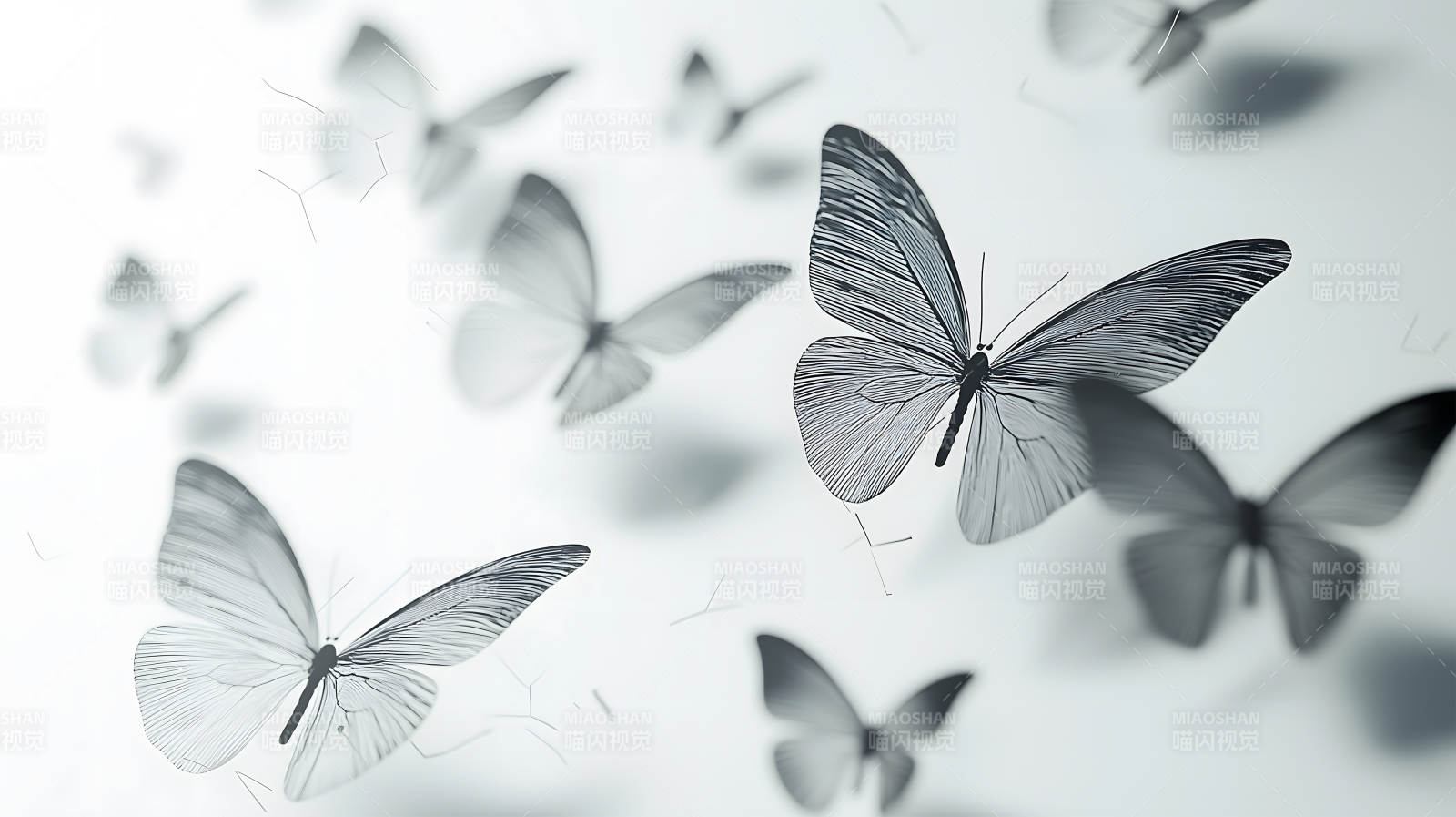黑白蝴蝶群像图片