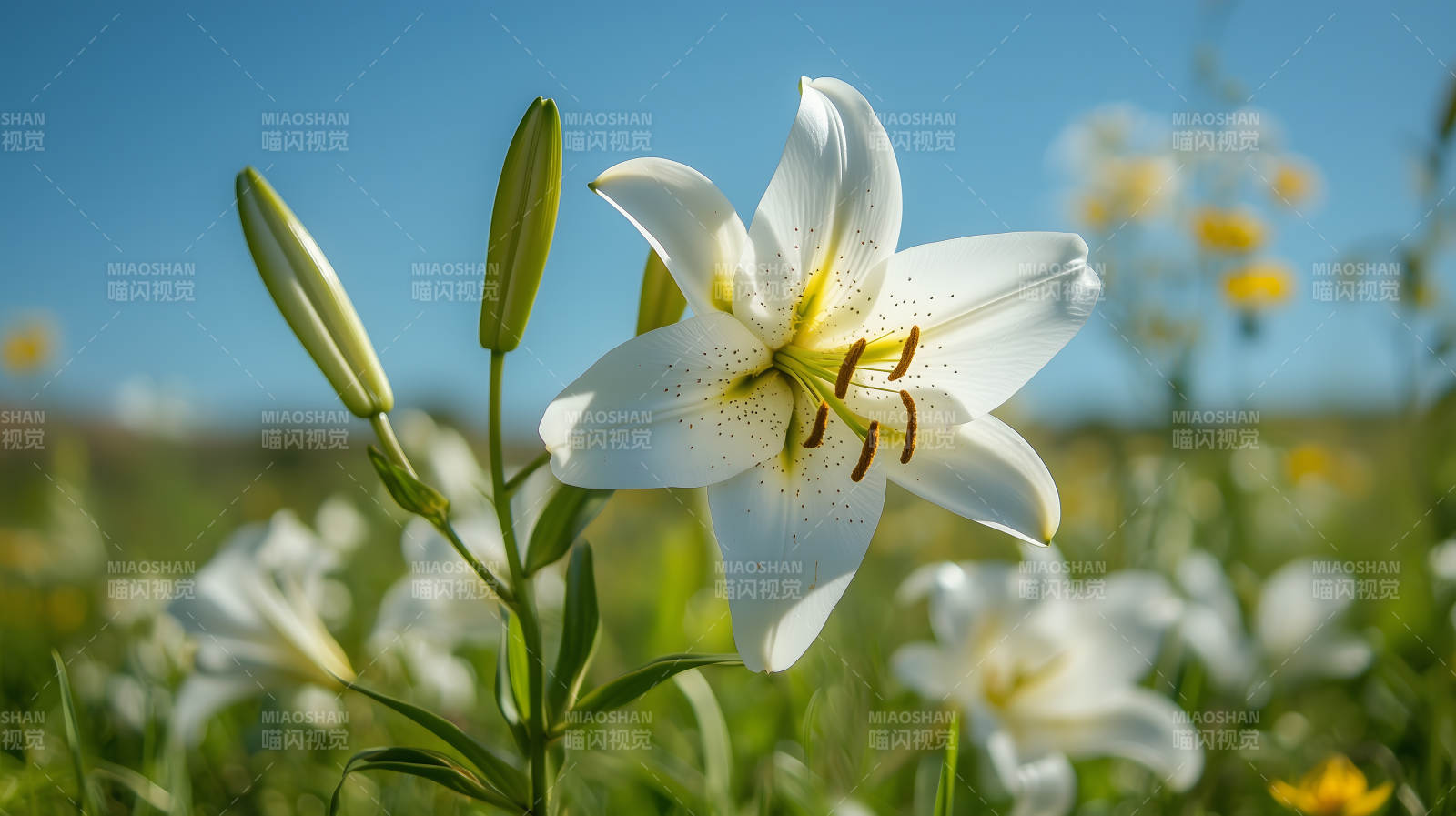 蓝天绿草百合花图片