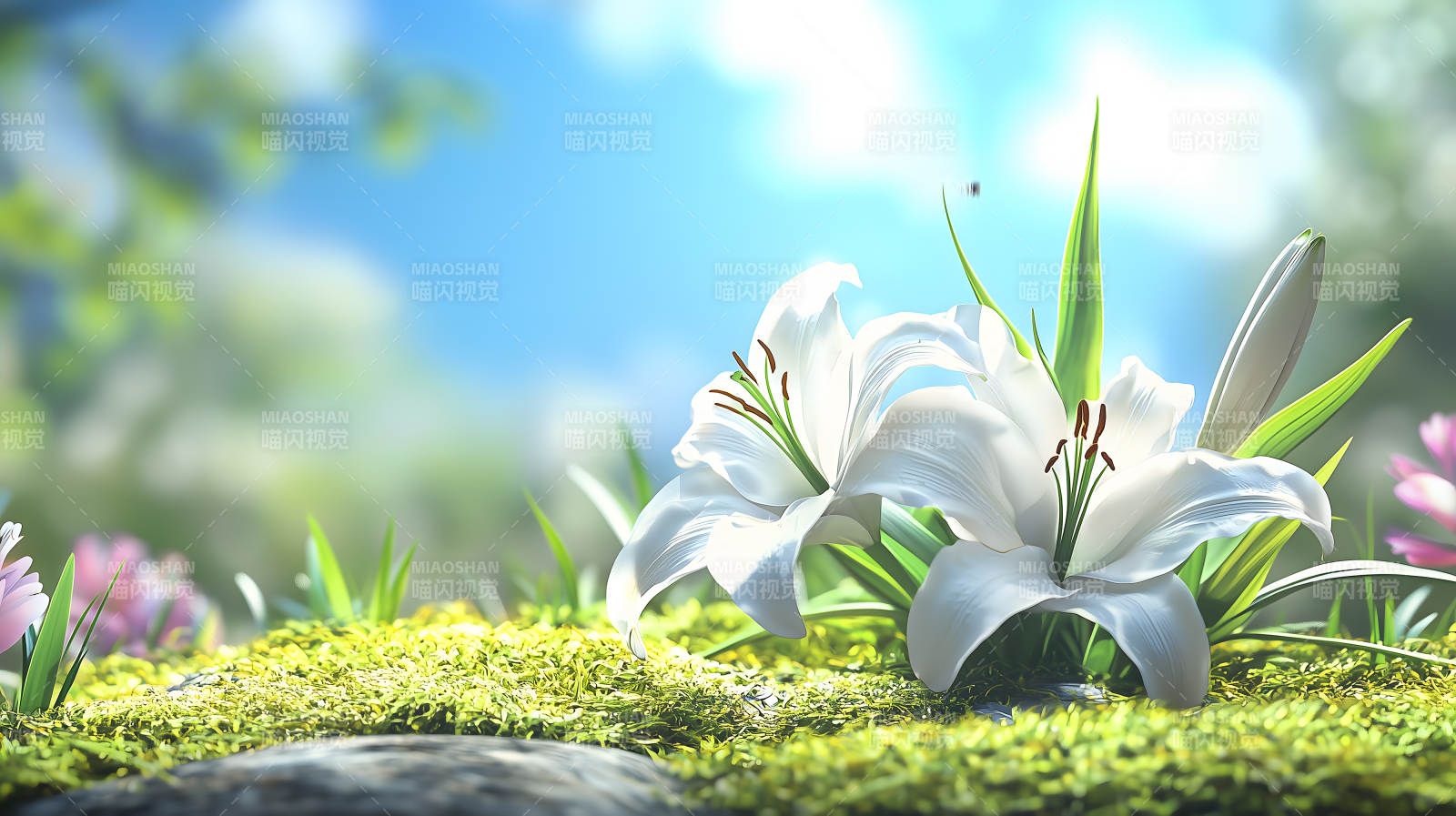 蓝天绿草百合花图片