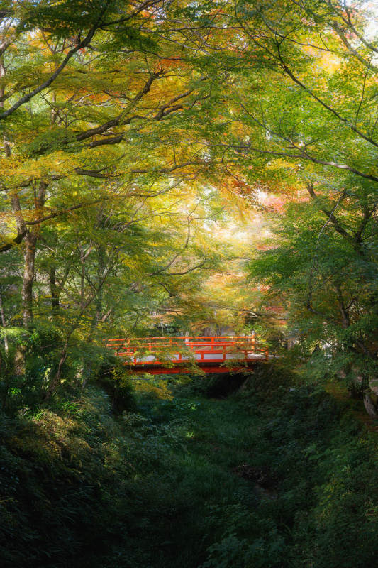 三千院红桥隐林间图片