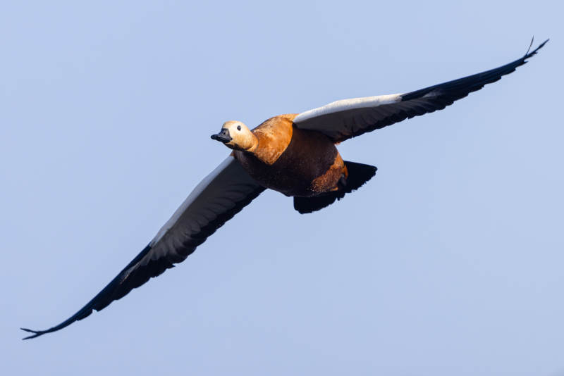 飞鸭翱翔蓝天图片