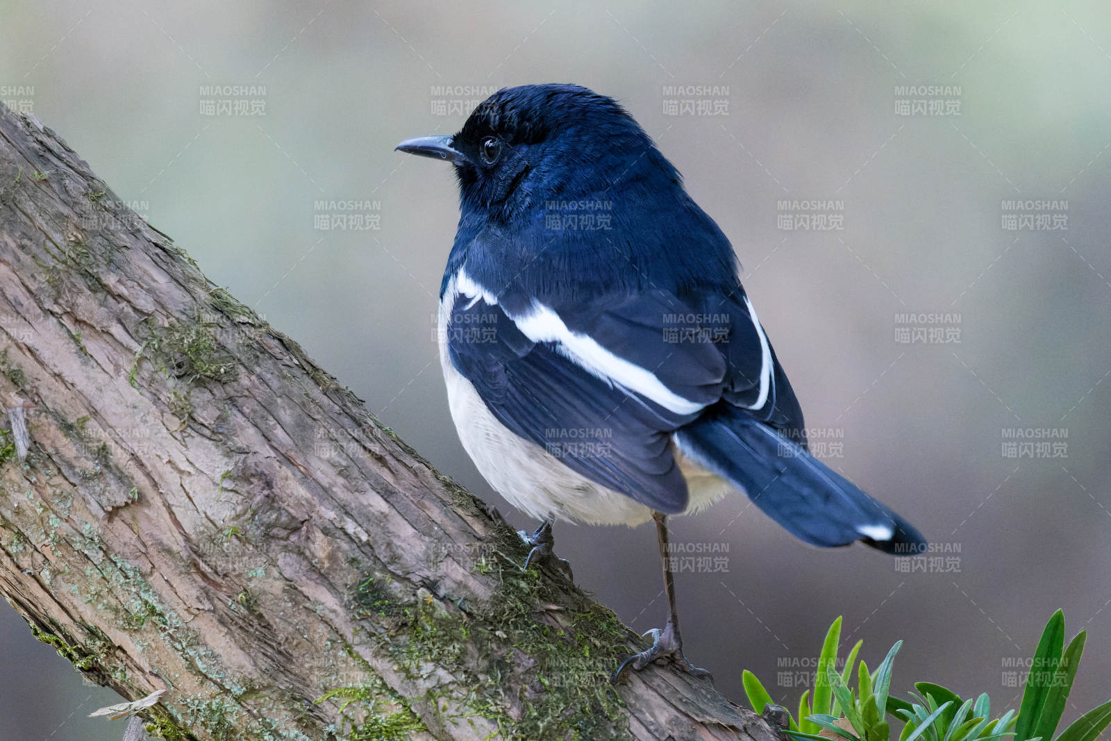黑白鸟栖枝头图片
