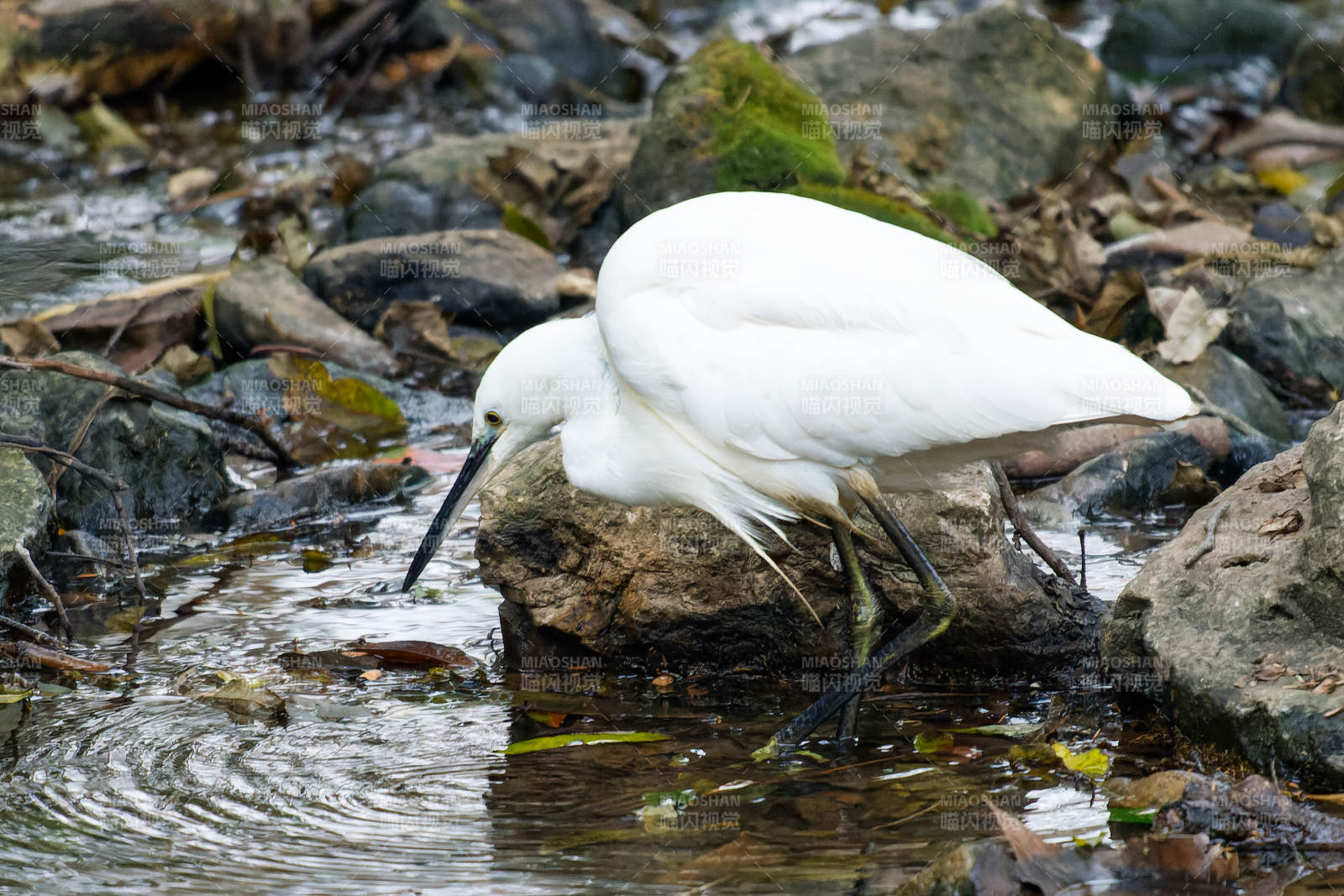 白鹭觅食溪边图片