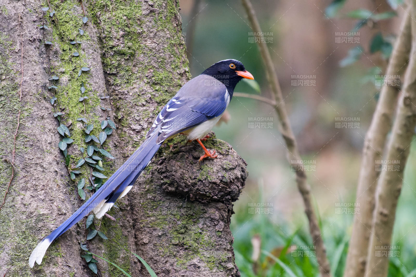 红嘴蓝鹊栖树梢图片