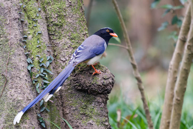 红嘴蓝鹊栖树梢图片