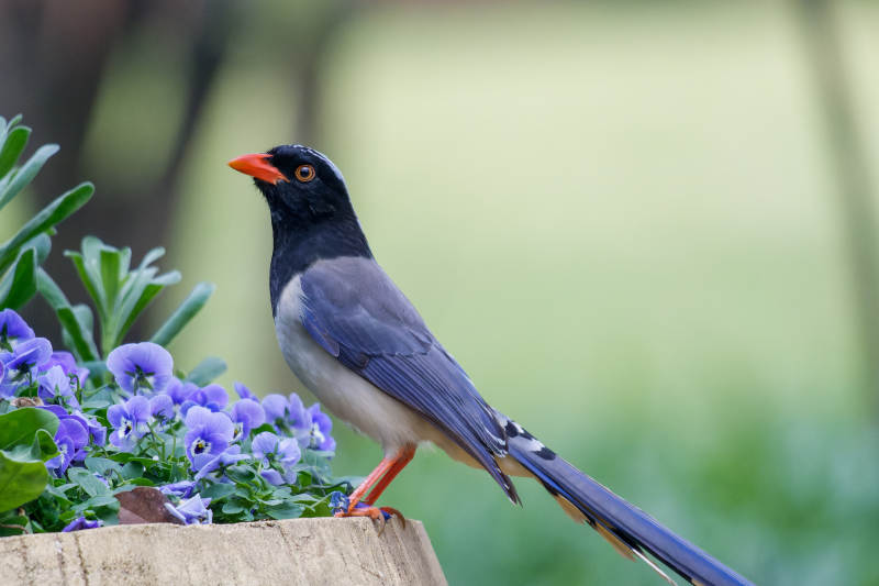 红嘴蓝鹊栖花丛图片