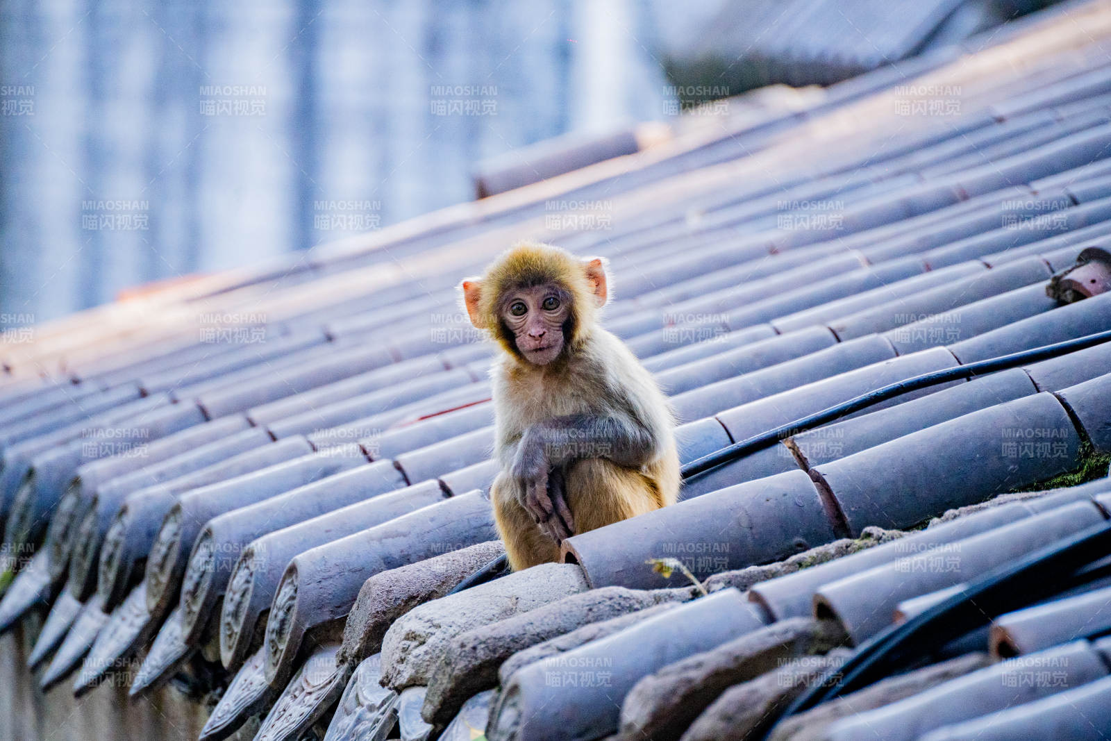 屋顶上的小猴图片