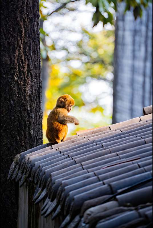 屋顶上的小猴图片