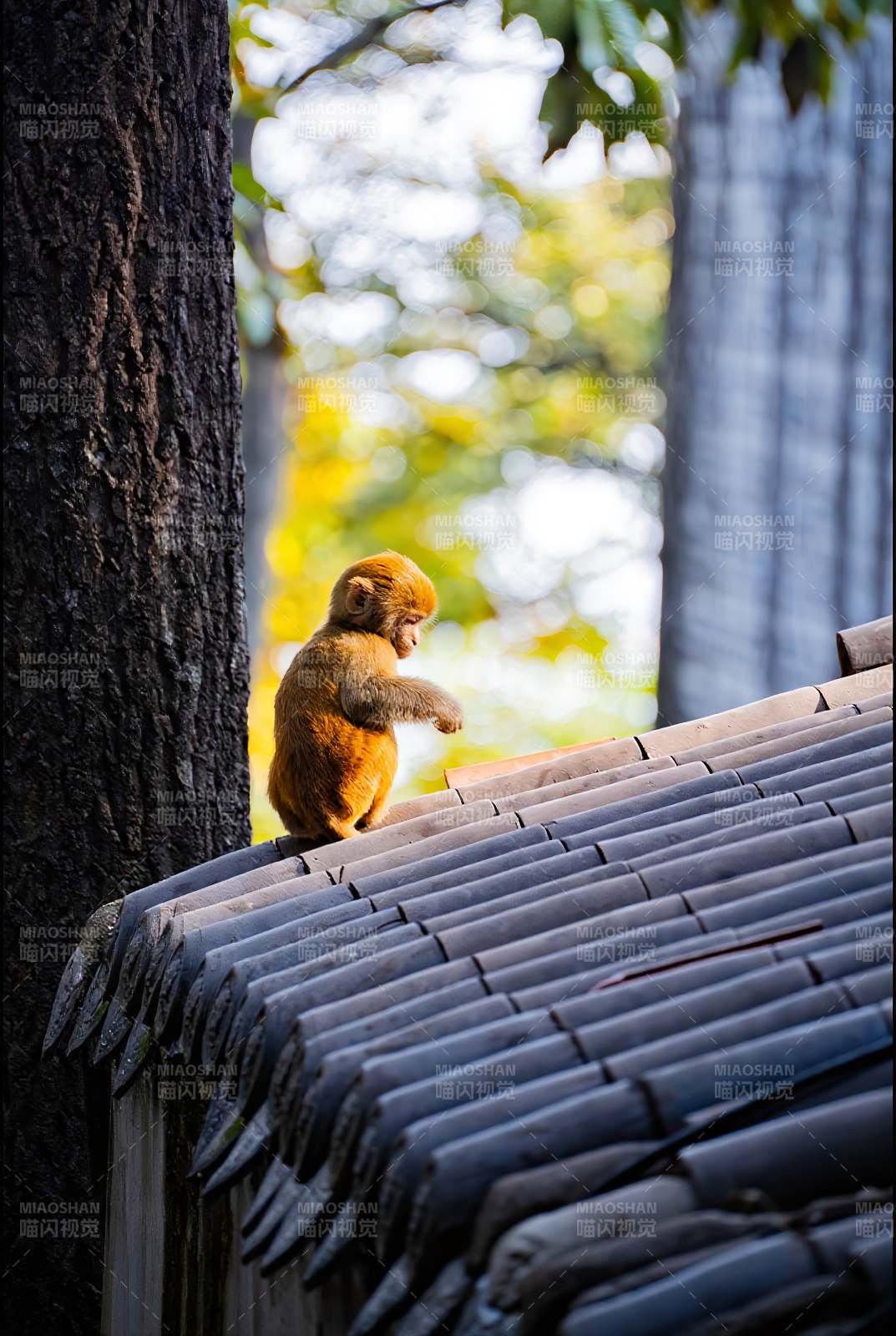 屋顶上的小猴图片