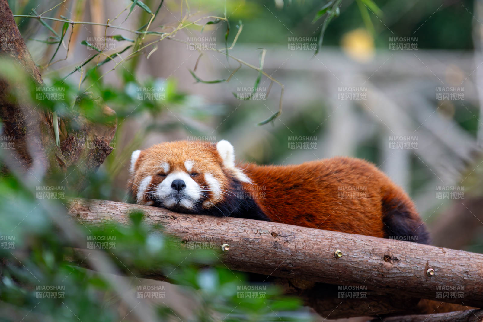红熊猫栖息树干图片