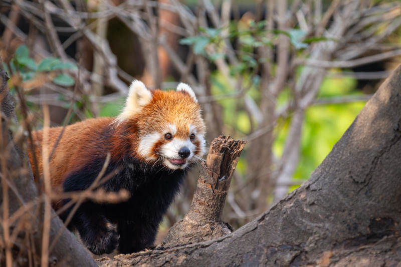 小熊猫在树上栖息图片