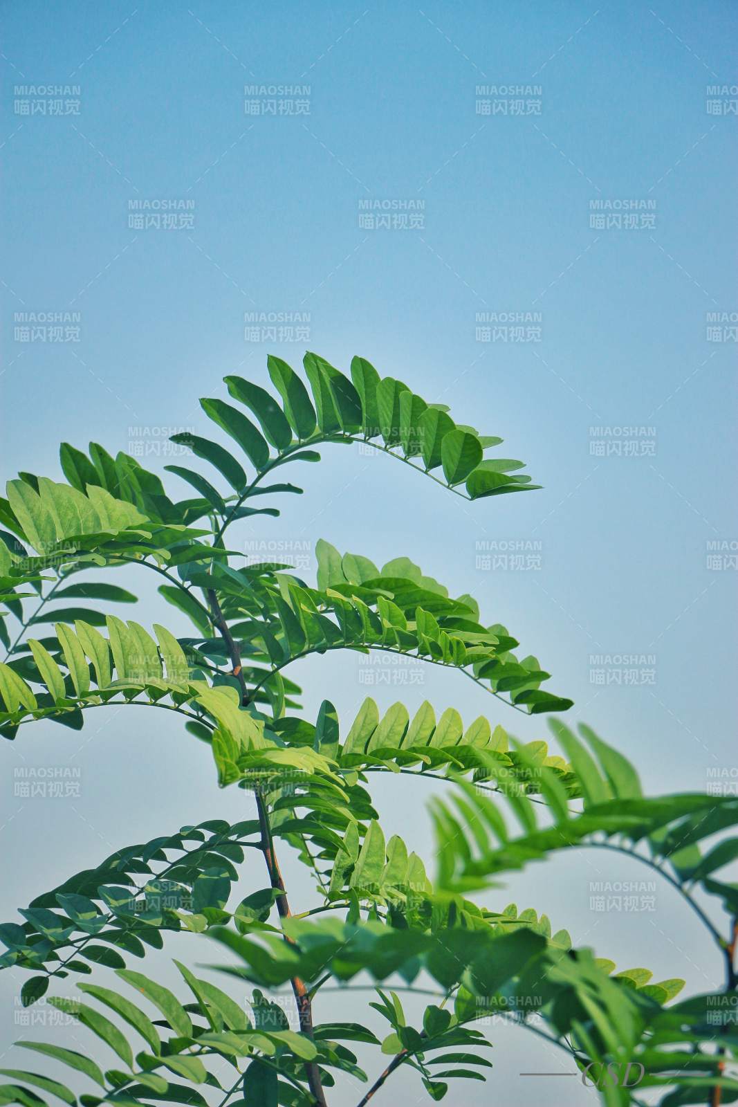 绿叶蓝天图片