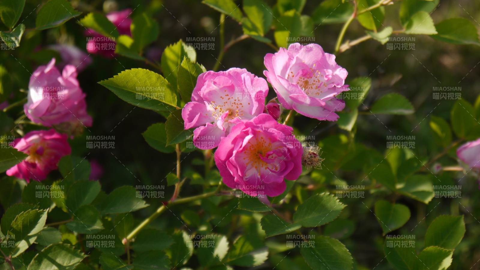 粉蔷薇绽放枝头图片