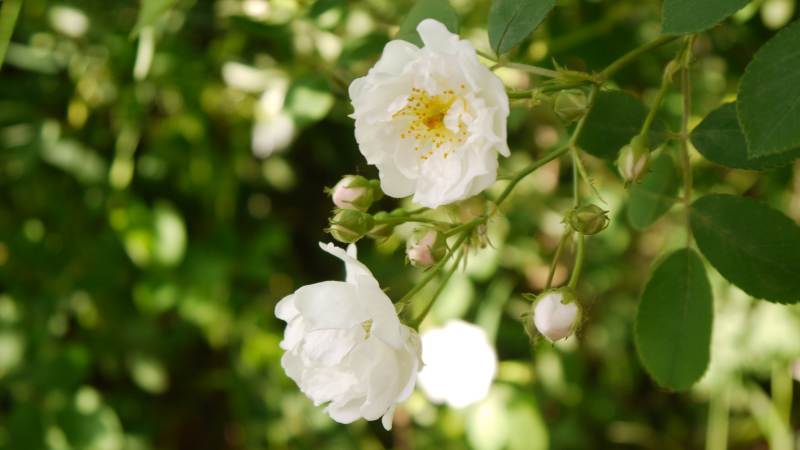 白蔷薇绽放枝头图片