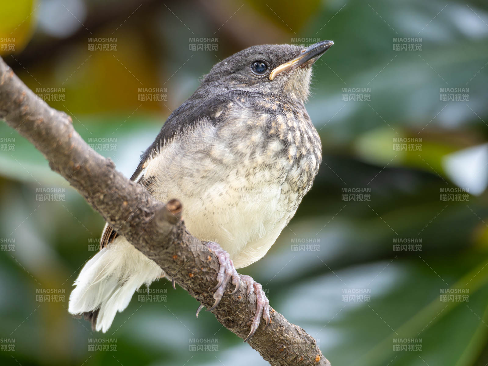 小鸟栖枝头图片