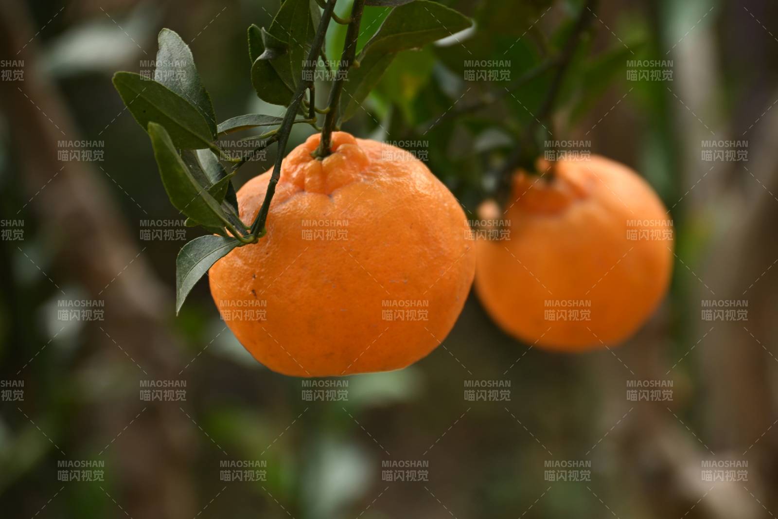 橘子挂枝头图片