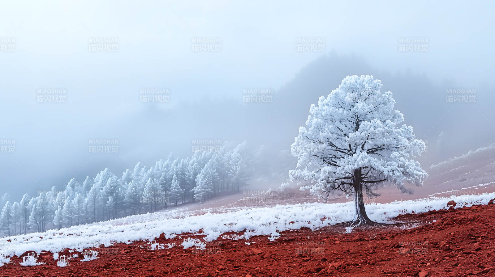 冬日田野的霜雪之歌图片