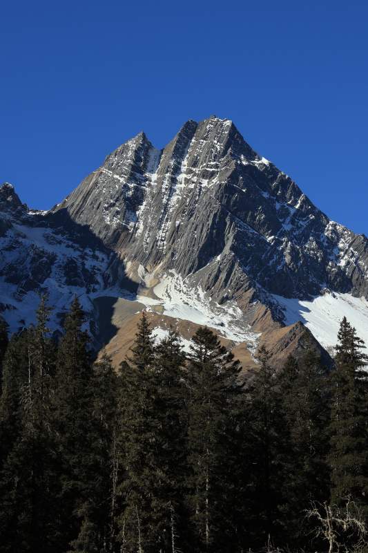 恩缪峰雪山巍峨 松林苍翠图片