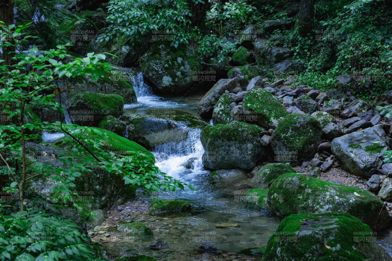 天目山溪流穿林 绿意盎然图片