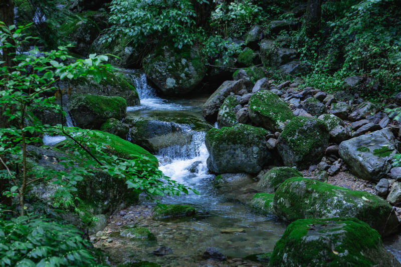 天目山溪流穿林 绿意盎然图片