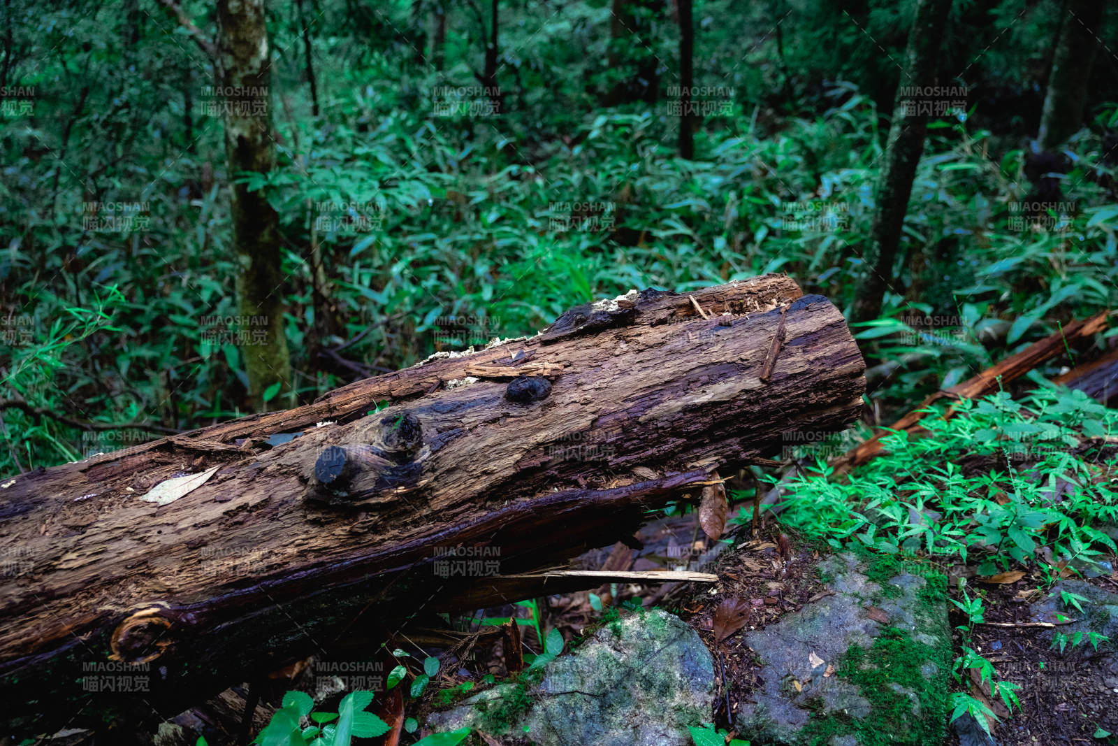 林间朽木静卧图片