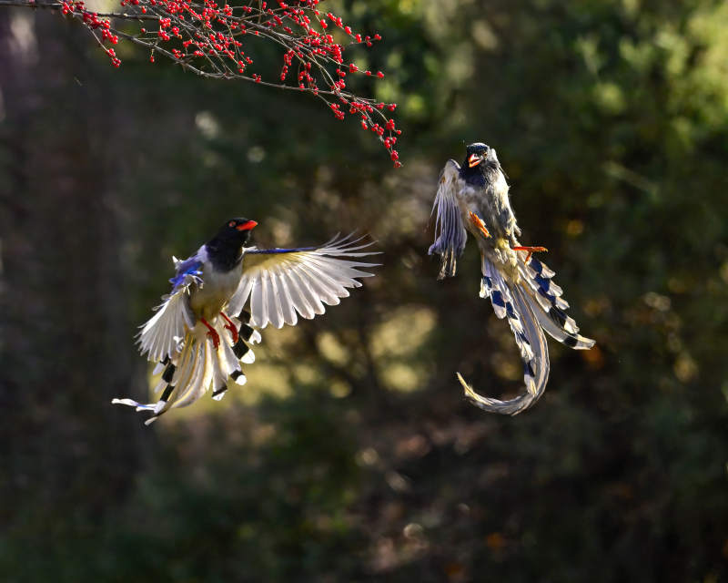 红嘴蓝鹊争霸图片