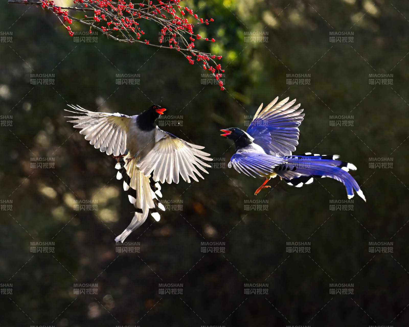 飞鸟争艳“红嘴蓝雀”图片