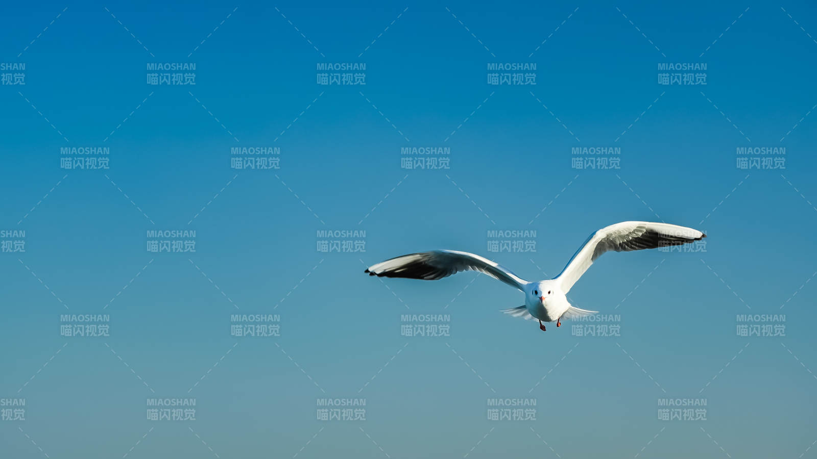 海鸥翱翔蓝天图片