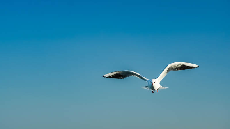 海鸥翱翔蓝天图片