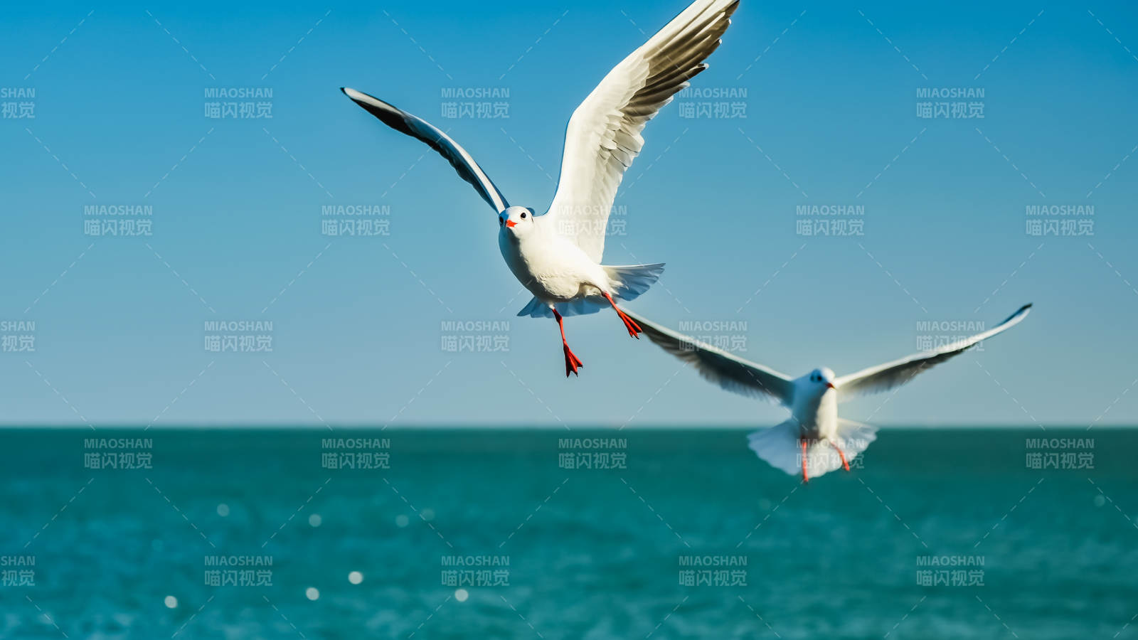 海鸥翱翔蓝天碧海图片