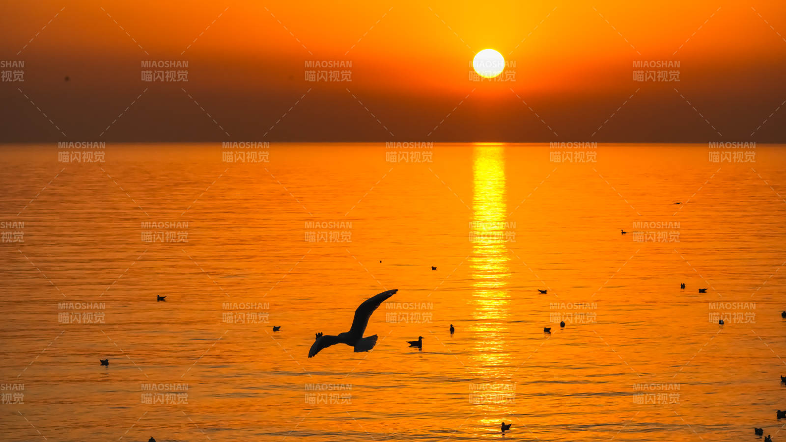 夕阳海鸟剪影图片