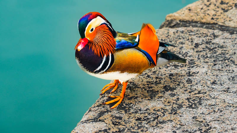 鸳鸯栖石畔图片