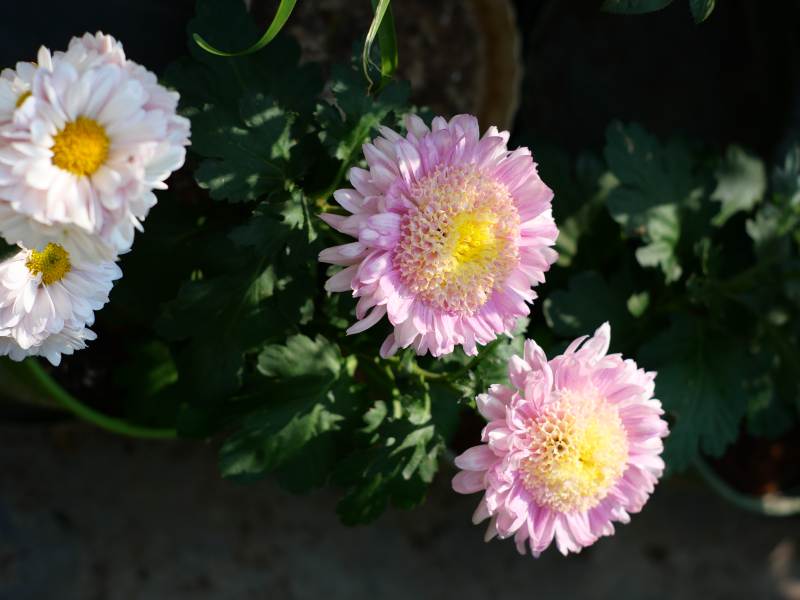 粉白雏菊绽放 切花菊 塞拉之光图片