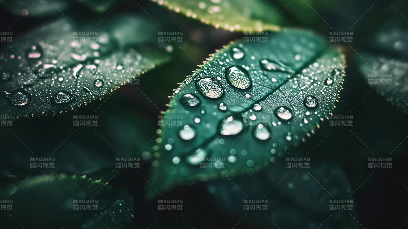 露珠叶上晶莹图片