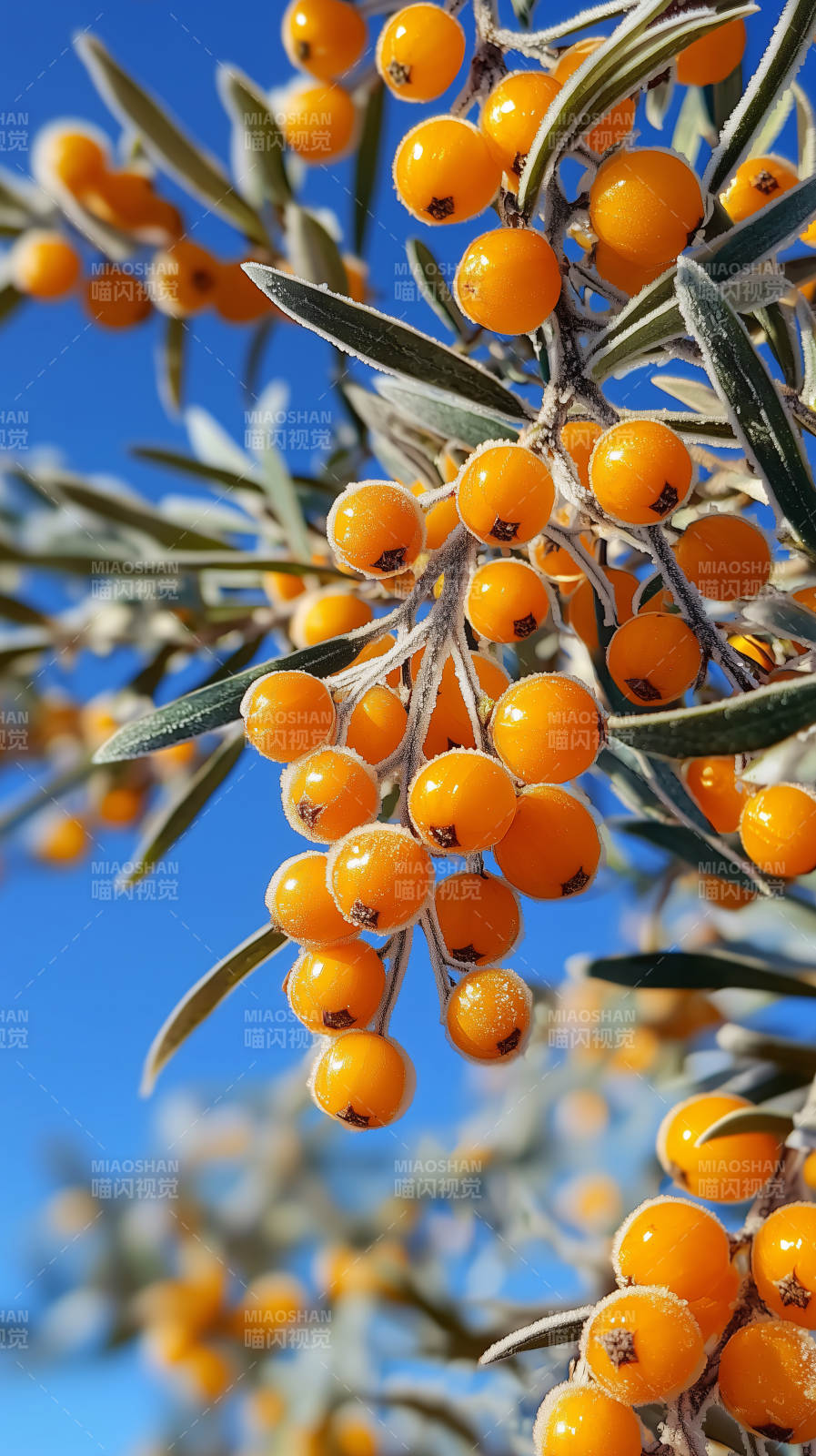 金果缀枝 秋色满园图片