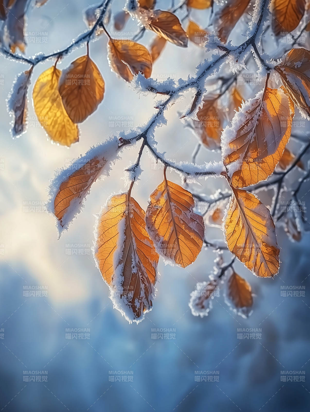 霜叶映冬光图片