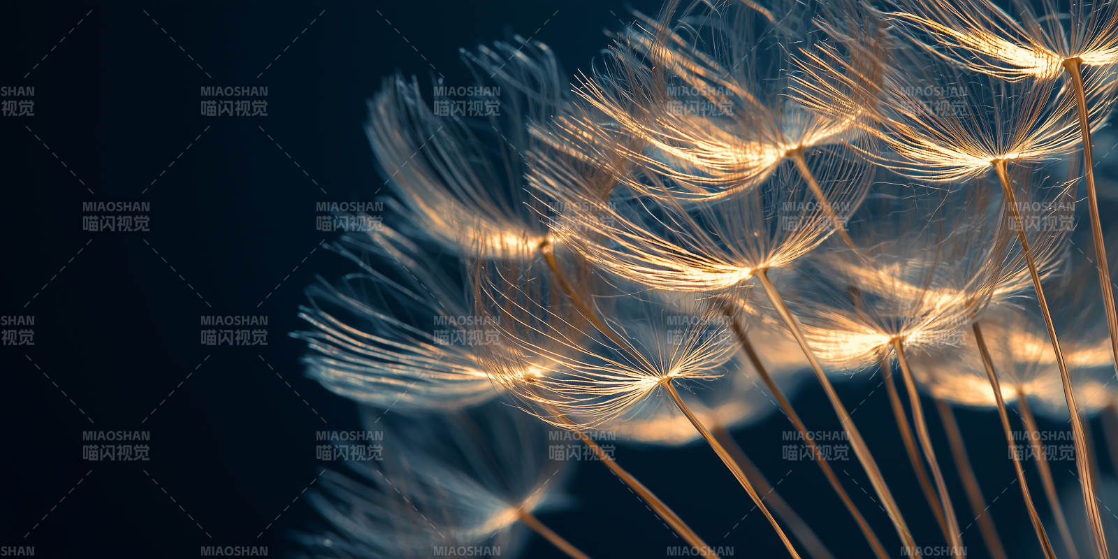 蒲公英的轻盈瞬间图片