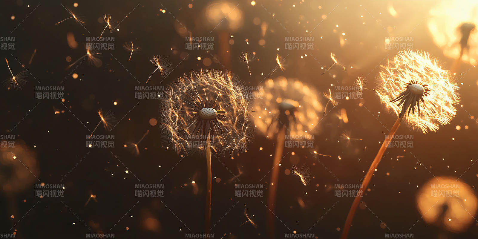 蒲公英的金色时刻图片