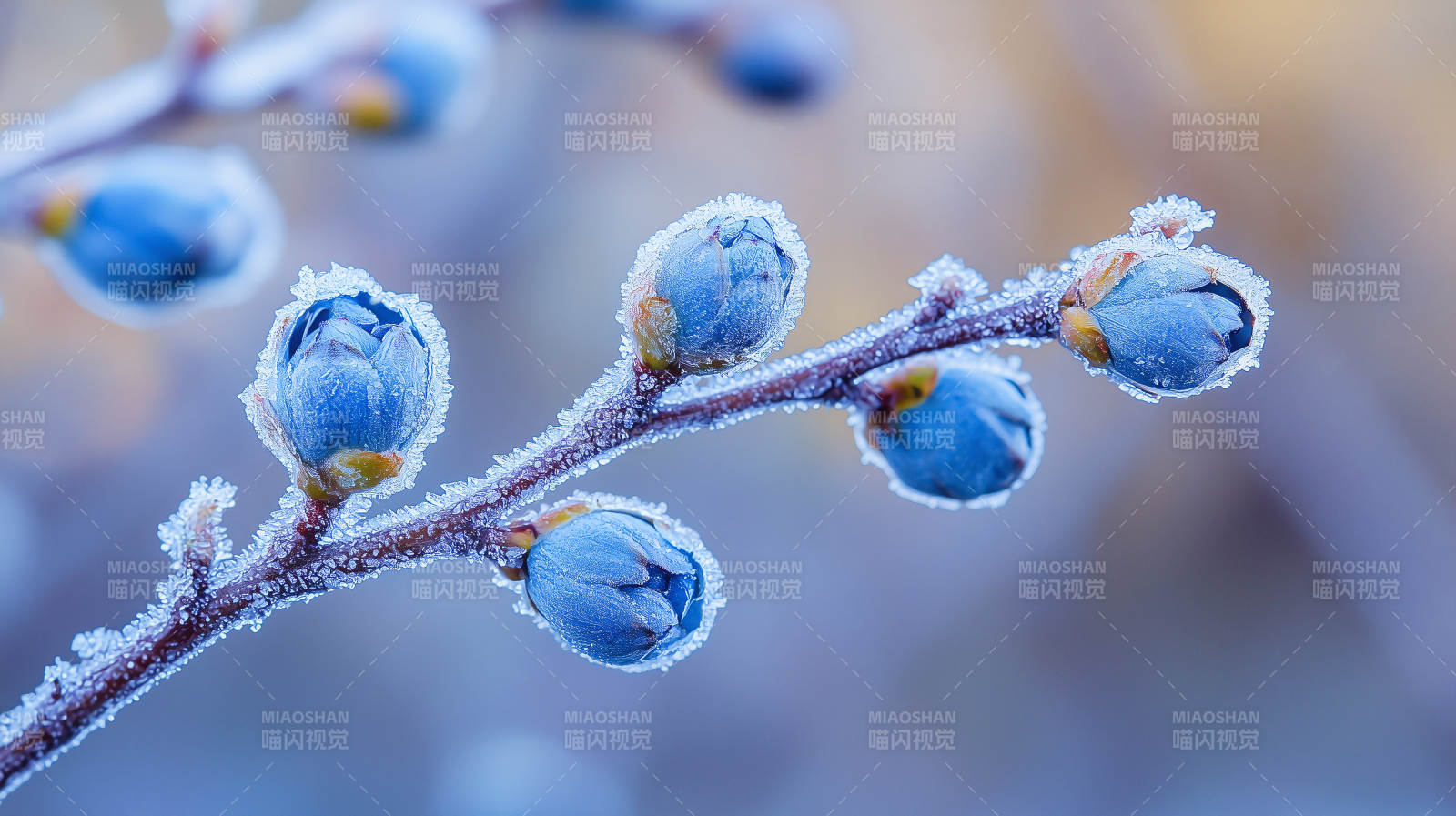 霜覆蓝莓枝头图片