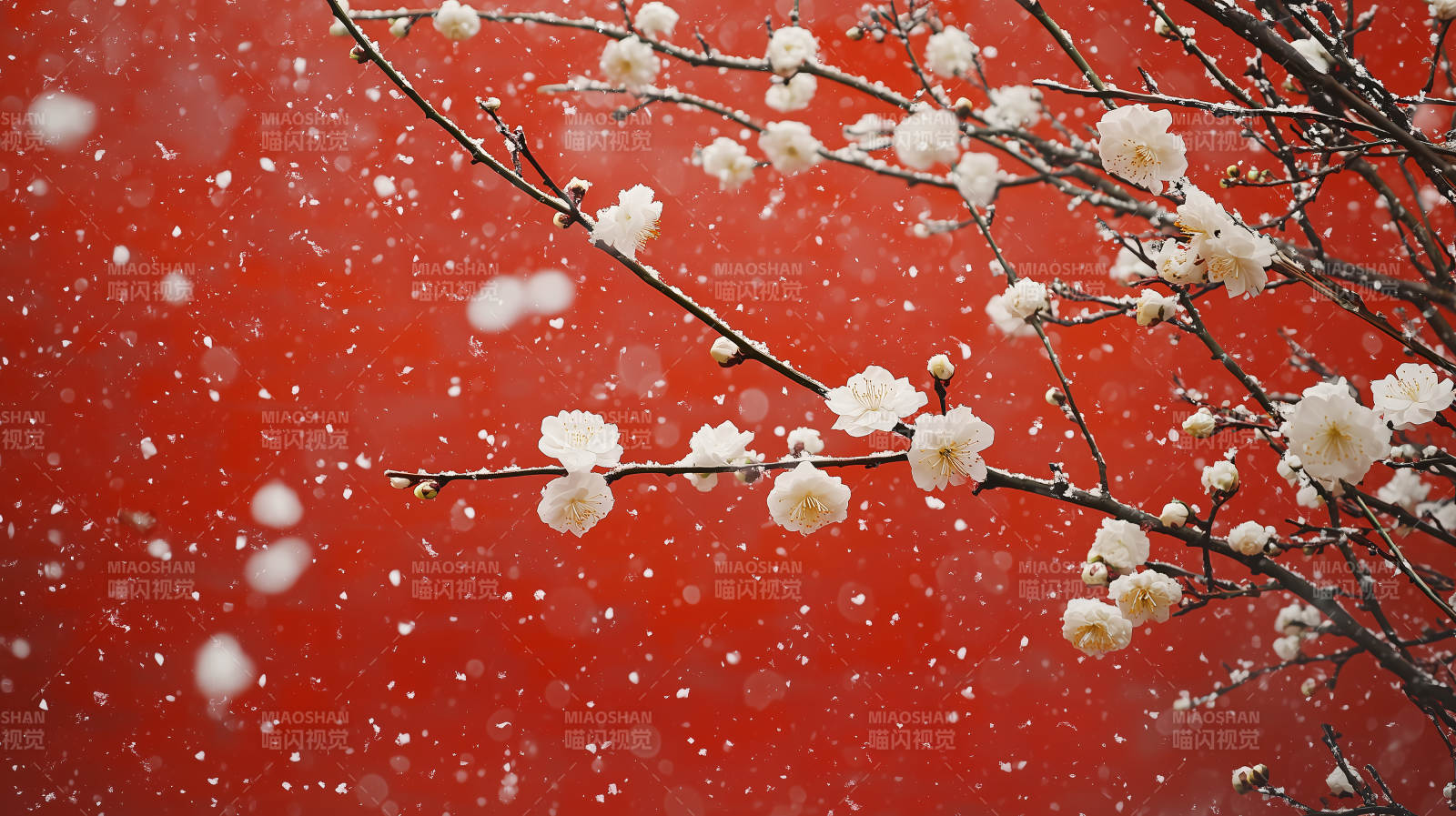 红墙雪梅绽放图片