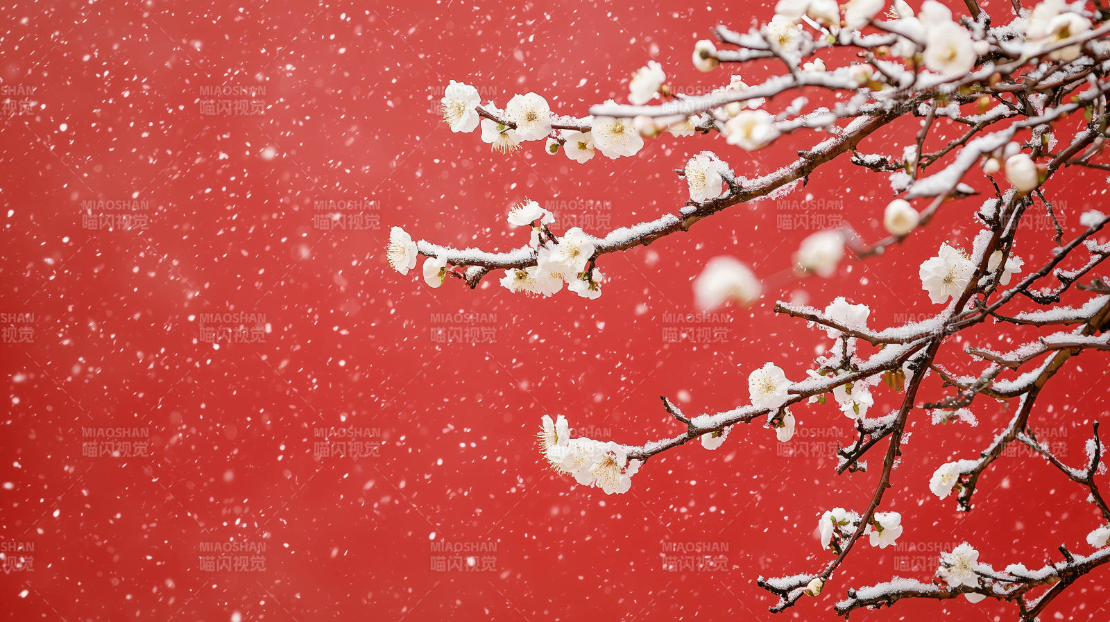 雪中梅花绽放图片