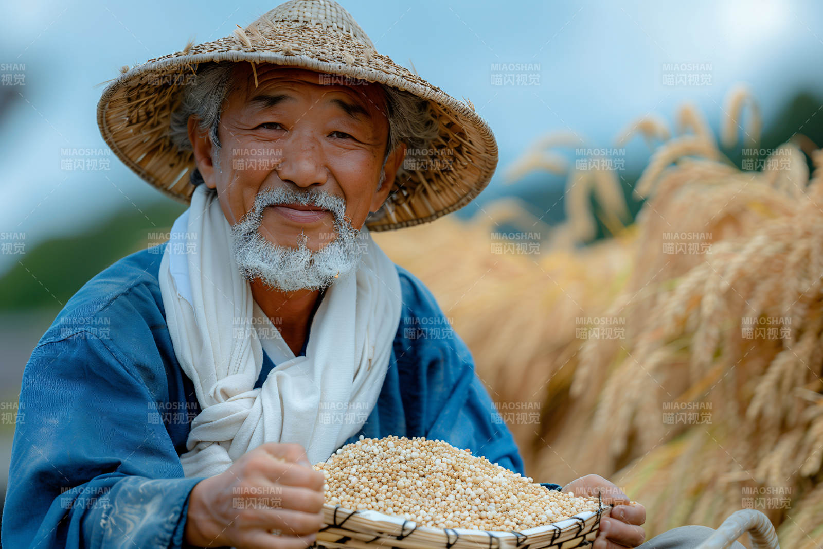 稻田老农收谷忙图片