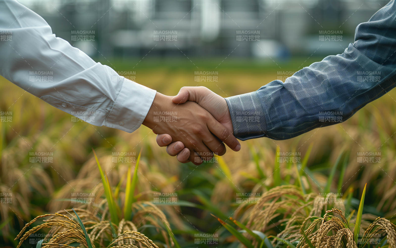 田间握手合作图片