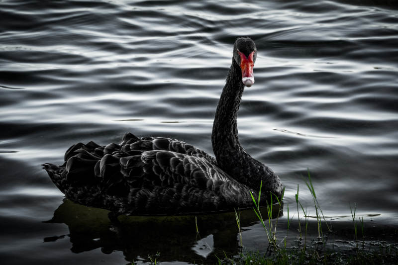 黑天鹅静水独行图片