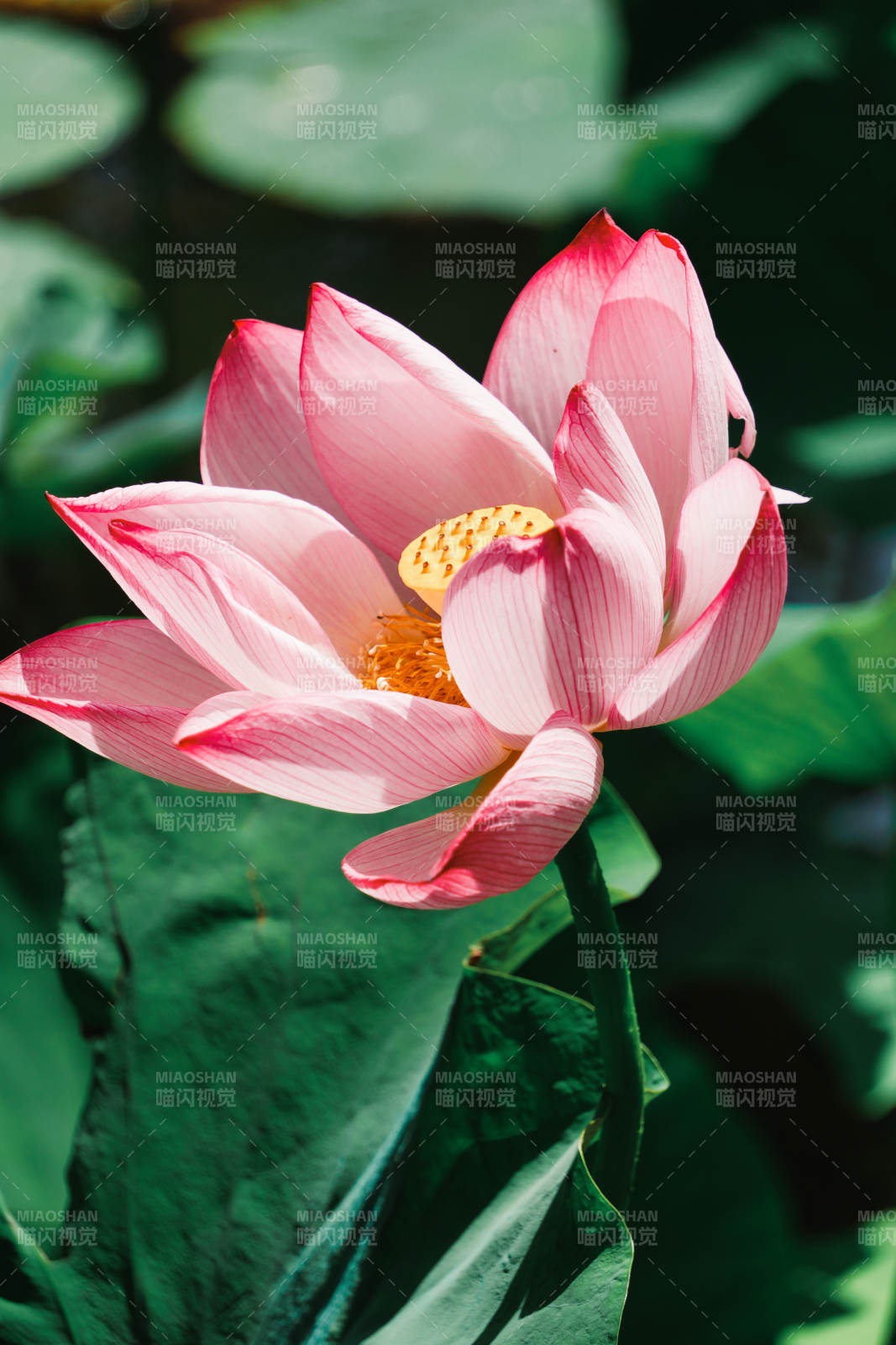 粉莲绽放图片