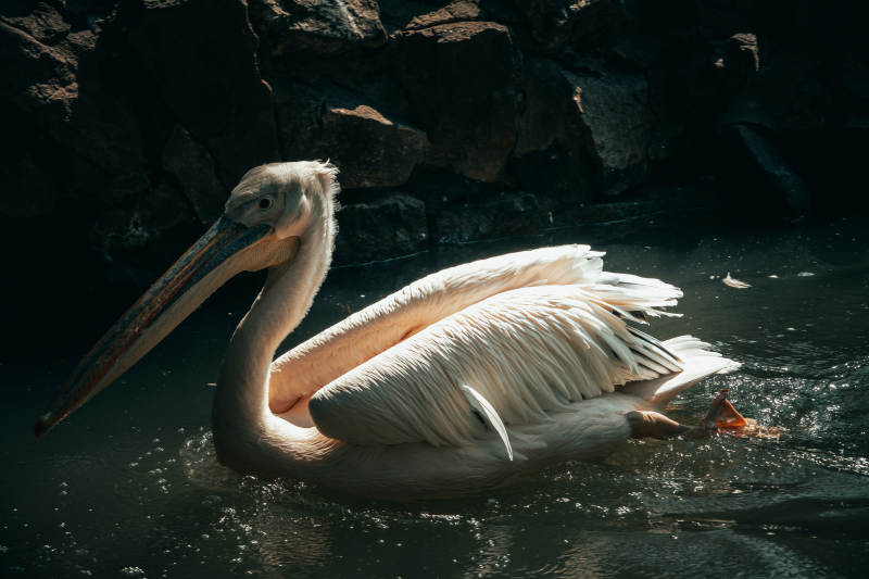 白鹈鹕静水栖息图片