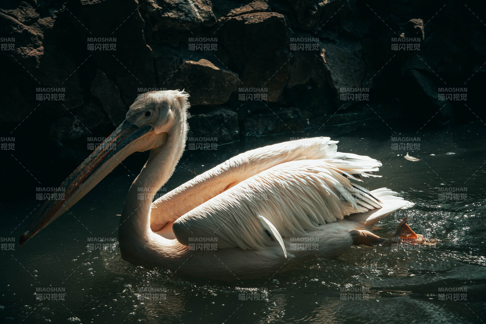 白鹈鹕静水栖息图片